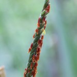 Flowers of Fakahatchee grass (Tripsacum dactyloides). This is the Stamen (the mail flower) Fakahatchee grass; Eastern gamma grass (Tripsacum dactyloides) Male flowers.