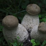 Macrocybe titans, found on the trail along the west side of the front retention pond.