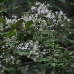 Clematis; Virgin's Bower (Clematis virginiana) Growing at the end of the driveway.