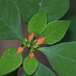 Painted leaf; Fire on the mountain (Poinsettia cyathophora)