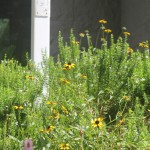 Rudbeckia sp. returning around the peace pole.`