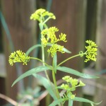 Narrowleaf Yellowtops (Flaveria linearis Lag.) in the children's yard