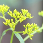 Narrowleaf Yellowtop (Flaveria linearis Lag.) in the children's yard.