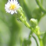 Closeup of a single flower from the unknown plant in the children's garden.