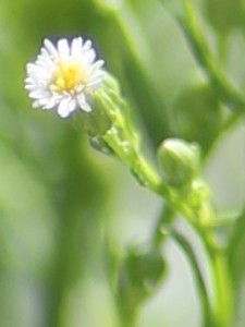 Closeup of a single flower from the unknown plant in the children's garden.