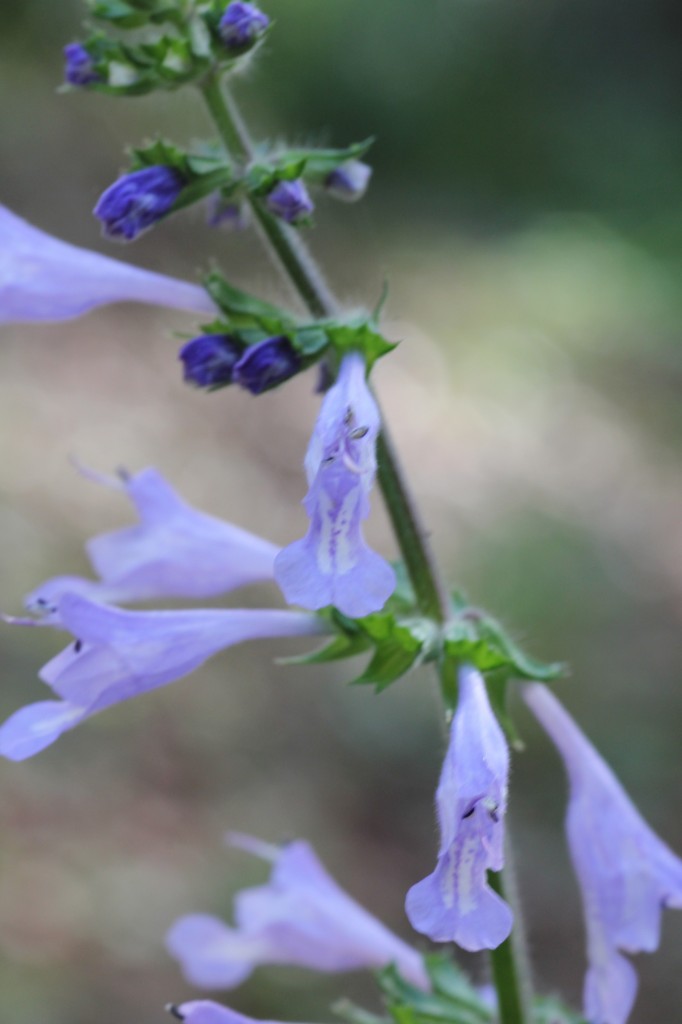 False spring: Flowers blooming in January  Lyreleaf Sage (Salvia lyrata L.)
