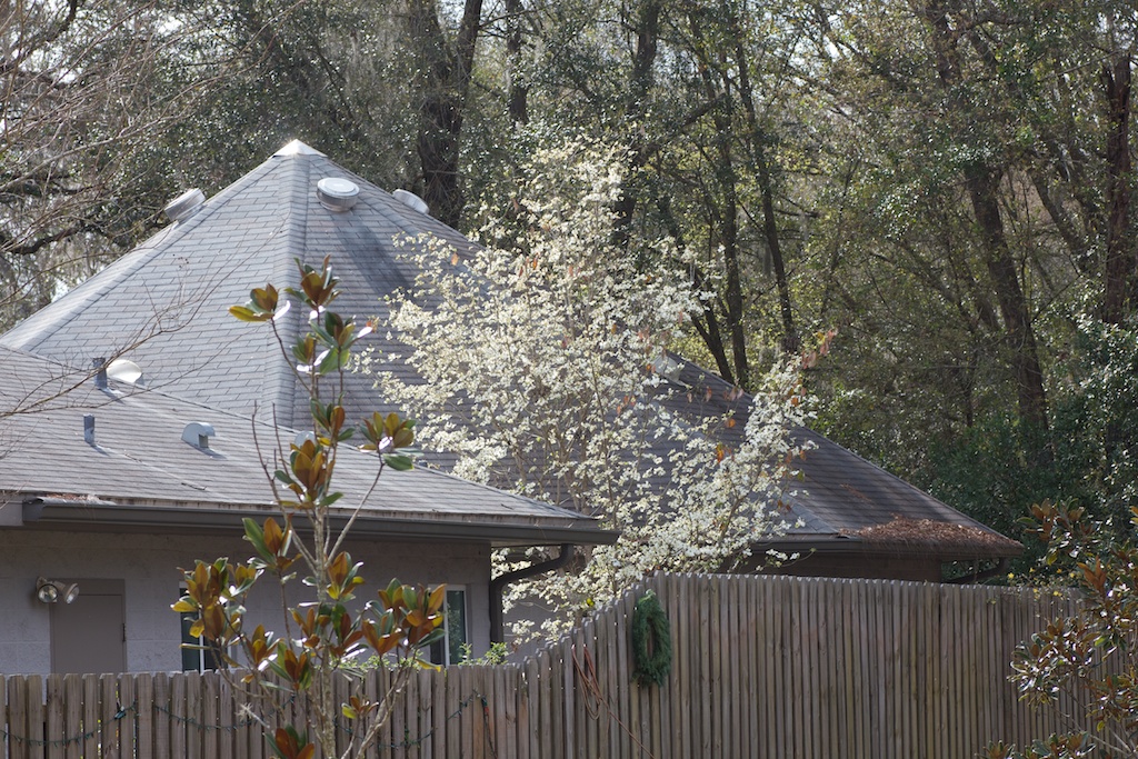 Dogwood (Cornus florida) in back of meetinghouse.