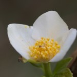 First Mock Orange (Philadelphus inodorus L.) blossom of the spring, on the slope next to the front retention pond.