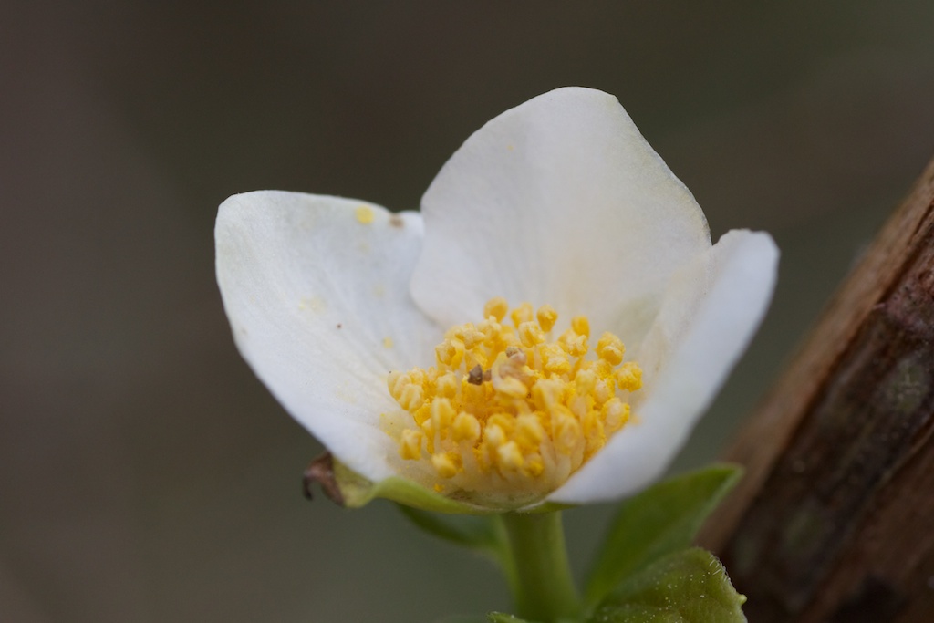 First Mock Orange (Philadelphus inodorus L.) blossom of the spring, on the slope next to the front retention pond.