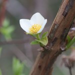 First Mock Orange (Philadelphus inodorus L.) blossom of the spring, on the slope next to the front retention pond.