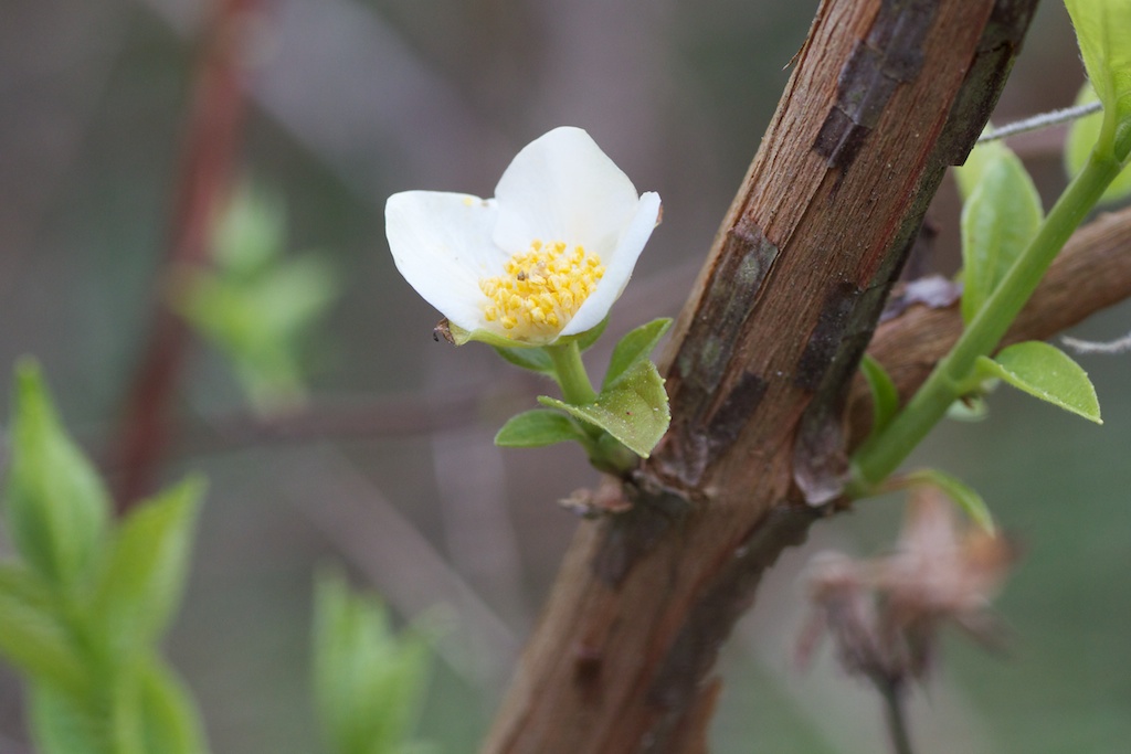 First Mock Orange (Philadelphus inodorus L.) blossom of the spring, on the slope next to the front retention pond.