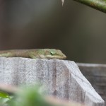 Anole on fence behind rose plant.