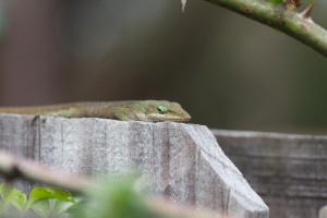 Anole on fence behind rose plant.