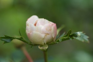 Flower bud on climbing rose (Rosa sp.) behind meetinghouse.