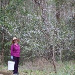 Jean admiring blooms on Chicasaw plum (Prunus angustifolia) named "Spring".