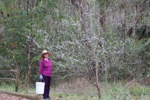 Jean admiring blooms on Chicasaw plum (Prunus angustifolia) named "Spring".