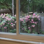 Rose bush donated by Bart Hulett, blooming profusely.