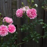 Rose bush donated by Bart Hulett, blooming profusely.