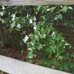 Mock Orange (Philadelphus inodorus L.) blooming by the split rail fence.