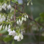 Sparkleberry bush (Vaccinium arboreum Marshall) at the exit to the drive.