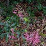 Coral Bean (Erythrina herbacea L.). Three big inflorescences and new leaves.