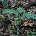 Green Dragon (Arisaema dracontium) flowering