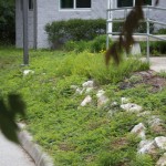 View of front slope (Mimosa strigillosa)