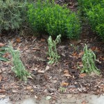 Blanketflower, or Firewheel as Florida Vascular plants calls it. (Gaillardia pulchella), transplanted yesterday from the lawn by the street before Jean mowed it. I'm hoping that these are "before" pictures.