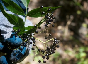 Elderberry berries (Sambucus nigra)