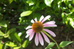 Purple coneflower (Echinacea purpurea)Endangered State