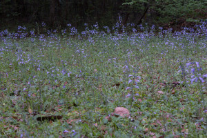 Lyre Leaf Sage (Sativa lyrata) in the opening at the end of the driveway.