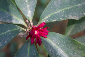 Red Anisetree (Illicium floridanum) At the south end of the retention pond.