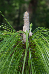 Longleaf pine