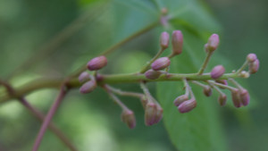 Red Buckeye flower buds