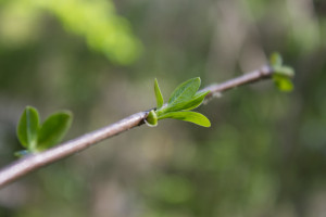 new leaves on Persimmon tree (Diospyros virginiana)