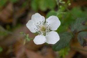 Dewberry (Rubus trivialis)