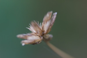 Elephant's foot (Elephantus sp.) seed heads, from a plant at the South end of the Front basin.