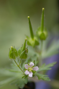 3 Carolina Crowfoot (Geranium carolinianum) A small native Geranium plant.   This was near the new small Longleaf Pine, which is still in the grass stage.